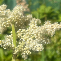 Astilboides tabularis